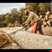  اره زنجیری بنزینی چوب بر 50 سانتیمتر اشتیل آلمان Stihl MS 661 C-M RS (50 cm)