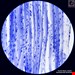  میکروسکوپ-برسر-آلمان-BRESSER-Science-TFM-201-Bino-30